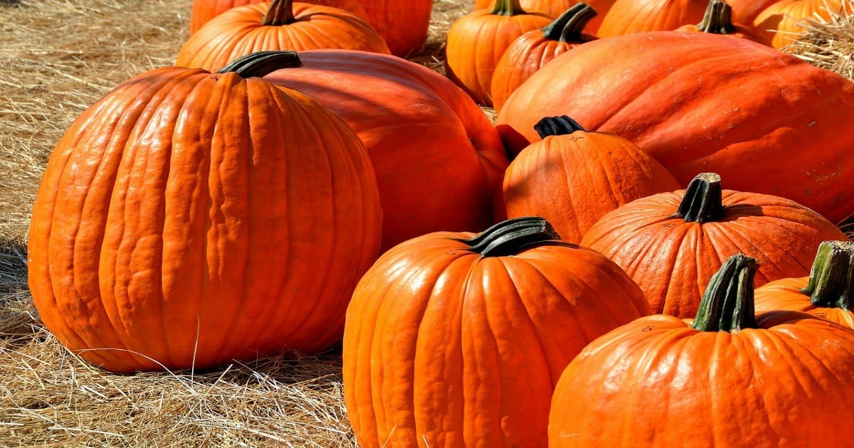 National Pumpkin Day - October 26,2017  